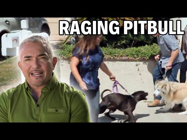 Confronting A Pit Bull With An Addiction To Attack | Cesar 911 Season 2, Ep. 7 - Part 1