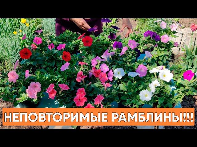 НЕВЕРОЯТНО! 7 оттенков Рамблина! Ампельная петуния каскадного типа