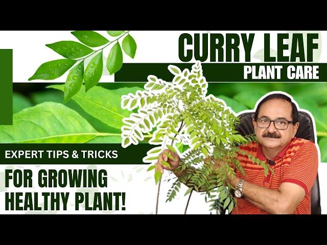 Curry Leaf Plant Care: Expert Tips & Tricks for Growing Healthy Plant!