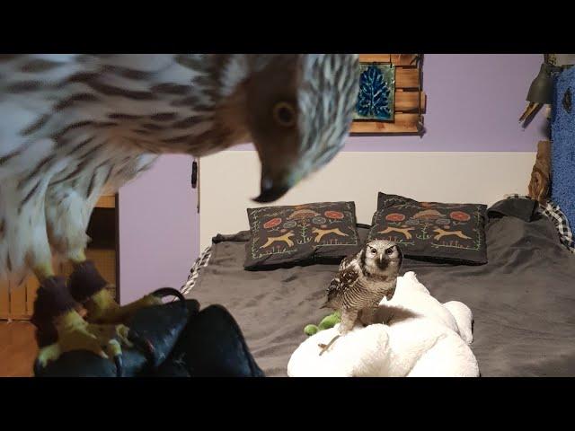 Owls are not told about meat! Iva the hawk-owl is pissed at the injustice!