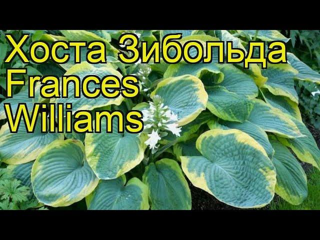 Хоста зибольда Френсис Вильямс. Краткий обзор, описание hosta sieboldiana Frances Williams