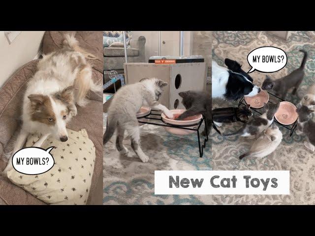 New Cat Toys