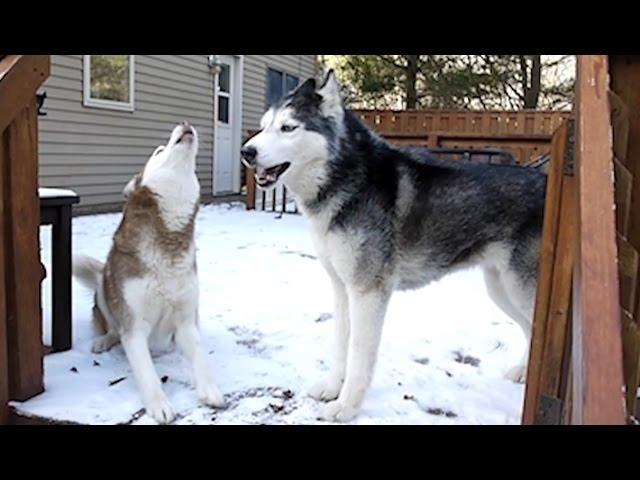 Mishka do you love winter? "I love it!" - Husky Dog Talking