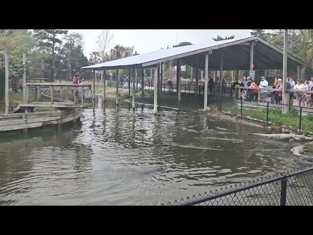 Alligator Adventure park South Carolina!