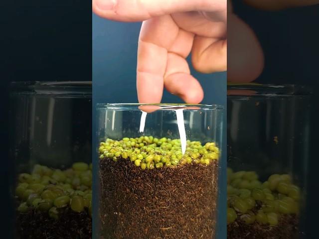 Growing Mung Beans - Time lapse