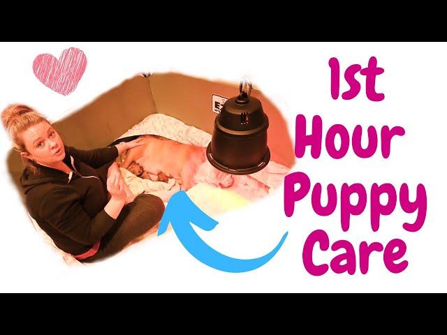 1st  Hour Puppy Care - Tips