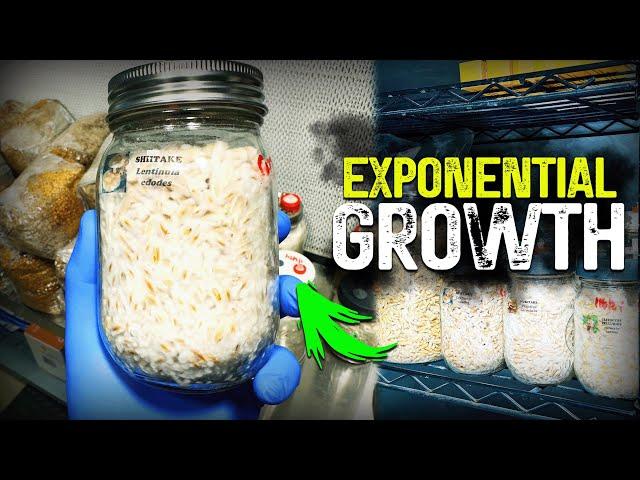 Grain Spawn Tips and Tricks: Growing Gourmet Mushrooms for Market