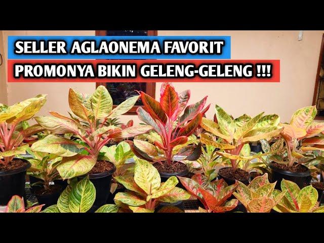 Seller aglaonema favorit, promonya bikin geleng-geleng !!!