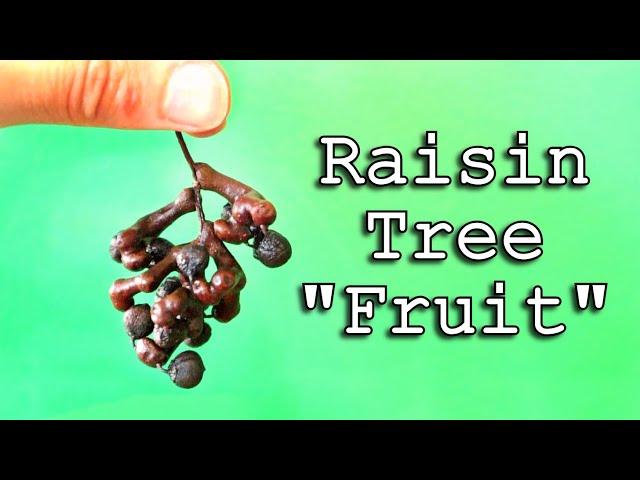 JAPANESE RAISIN TREE - This fruit is so strange that it isn't even a fruit...