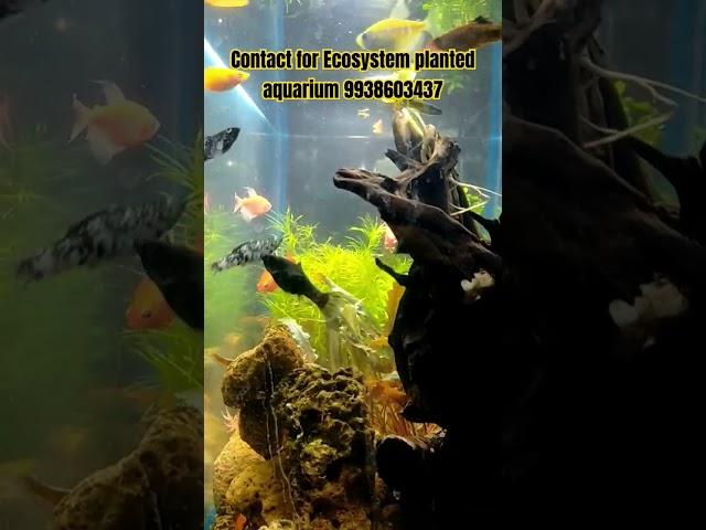 #aquariumfish #aquahobby #