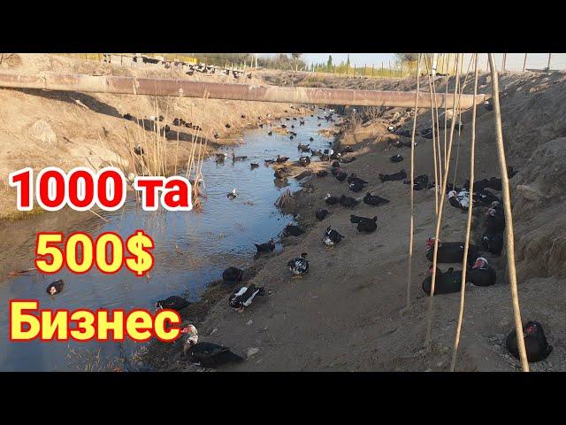 500$ лик Бизнес 10.000$ Даромад оласиз