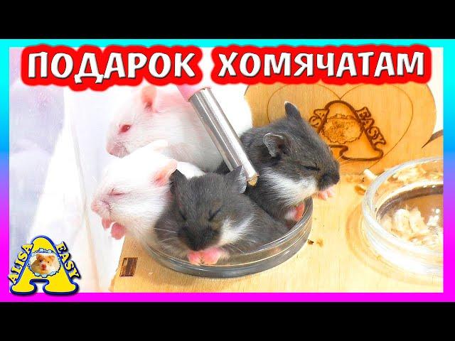 ПОДАРОК ДЛЯ ХОМЯЧАТ / КАК СПАСТИ ХОМКИ ОТ ЖАРЫ / ХОМЯК КЭМПБЕЛЛА / Alisa Easy Pets