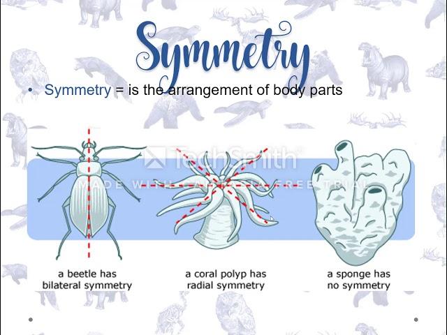 Animal diversity: Body plan features