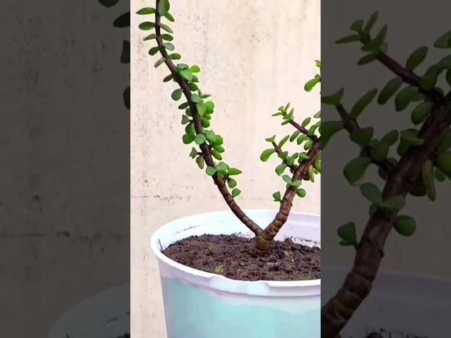 make jade bonsai tree at home