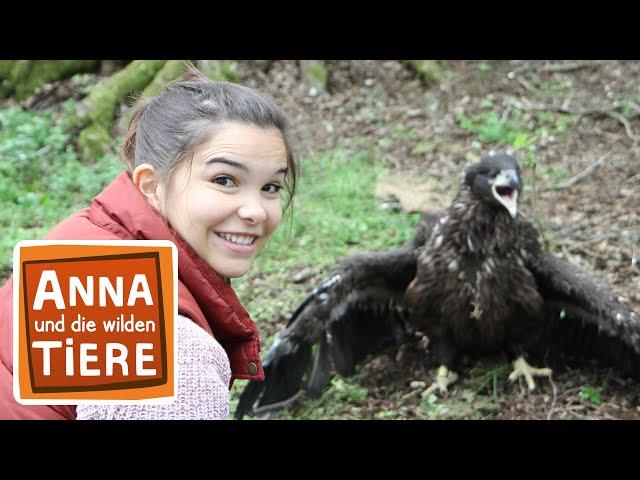 Wie der Seeadler fliegt | Reportage für Kinder | Anna und die wilden Tiere