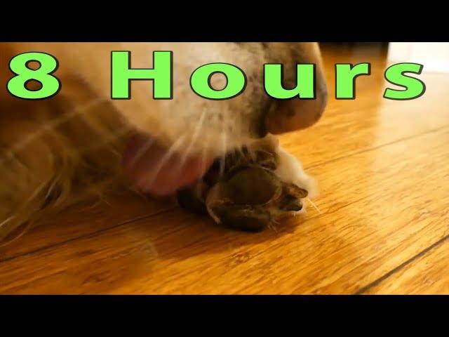 Cute Dog Grooming His Paw - 8 Hours ASMR - English Cream Golden Retriever (Looped / Repeated)