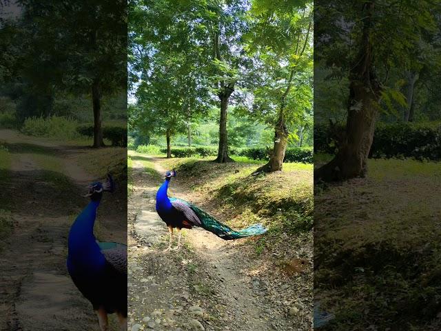 Real peacock  dance in free forest #real #vtr #shorts #peacock #wildlife #cute #birds #mor