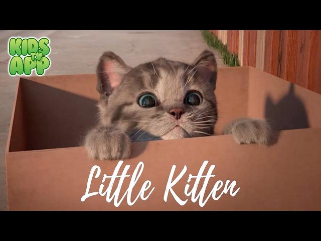 Little Kitten - My Favorite Cat (Fox and Sheep GmbH) - Best App For Kids