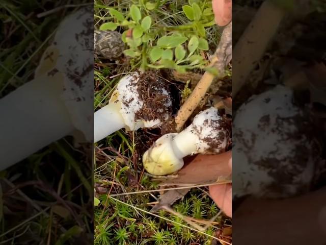 Мала Бліда поганка. Викопую щоб показати #kliestova #mushroom #блідапоганка