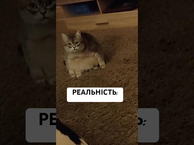 Бабай волохатий Підпишись для підтримки ️ #cat #кіт