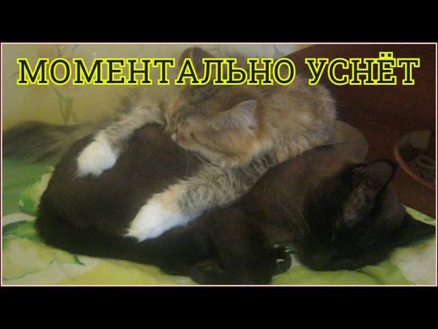 Усыпляющая музыка для кошек, котов и котят с мурчанием !  Расслабляющая кошачья музыка колыбельная