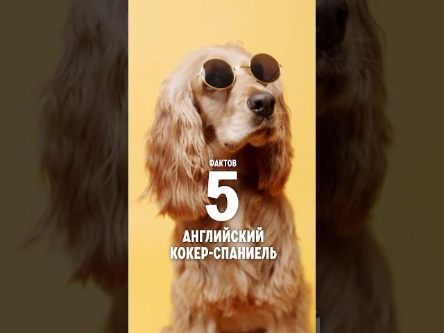 5 фактов о породе – Английский кокер-спаниель #shorts #кокерспаниель #собаки