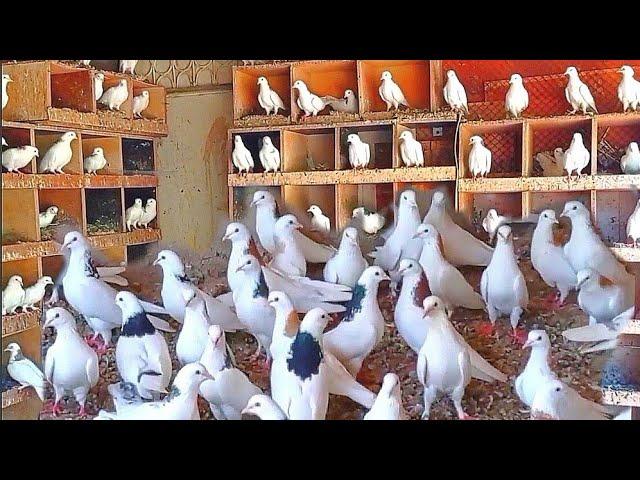 Голуби Генриха Костаняна. Армянские Гаревизы. АРМЕНИЯ. Armenian Gareviz Doves. ARMENIA.