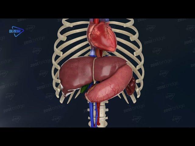 3D Liver and porta hepatis/肝和肝门