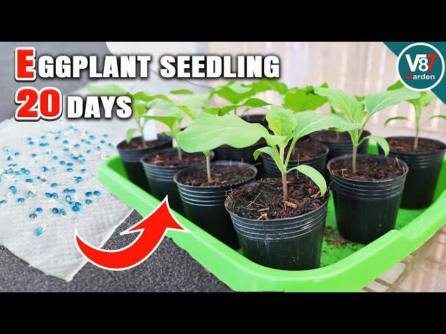 Complete Guide to Eggplant Seedling Care: From Germination to Transplanting