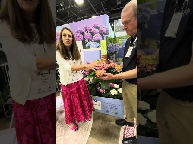 Discover Plush Petal® Hydrangeas: Insights from Cultivate'24 with Everde Growers & Plants Nouveau