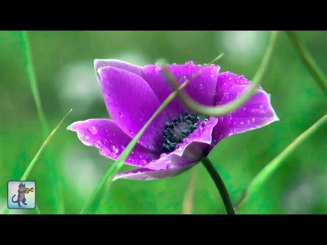 3 HOURS of Beautiful Flowers  ~ Amazing Nature Scenery & The Best Relax Music (1080p HD)