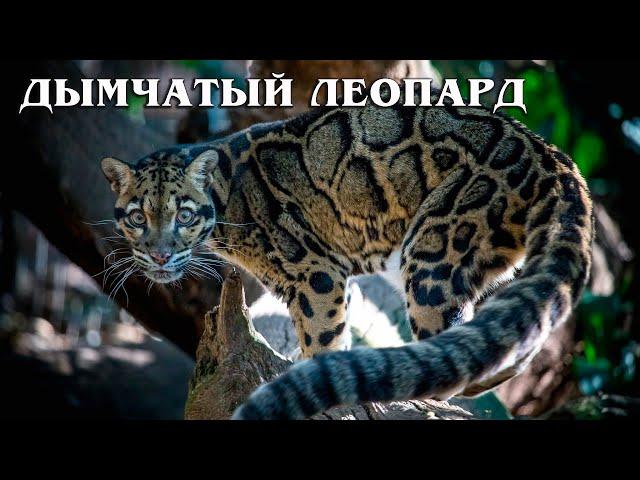 Cloud Leopard: Ancient Smoky predator | Interesting facts about the smoky leopard