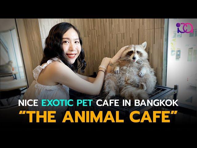 The Animal Cafe Bangkok