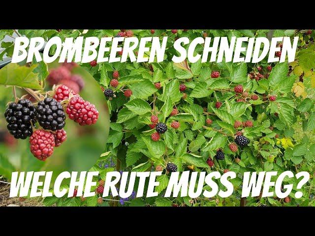 Brombeere schneiden   Welche Rute muss weg?