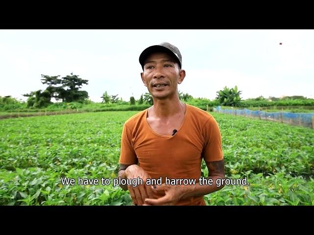 Water Spinach Grower