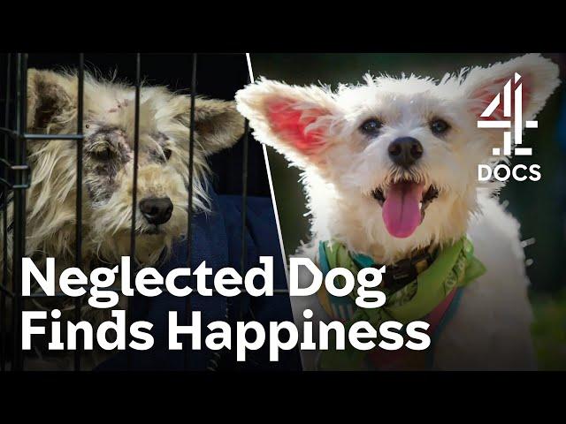 Adopting a Traumatised Stray Dog | The Dog House | Channel 4