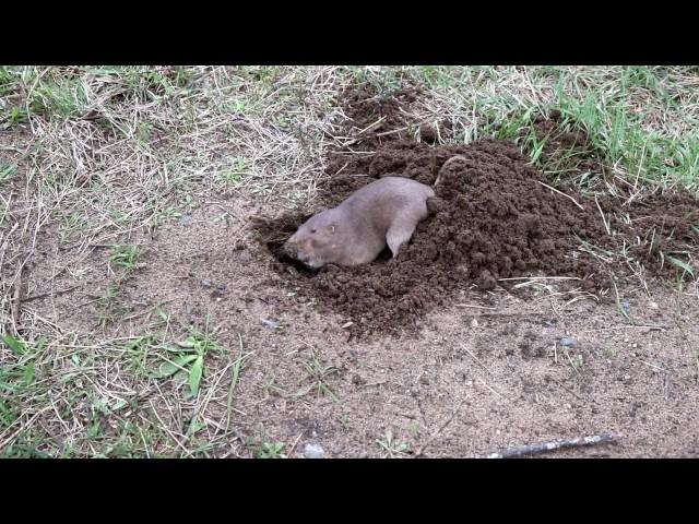 Gopher Digging a Hole