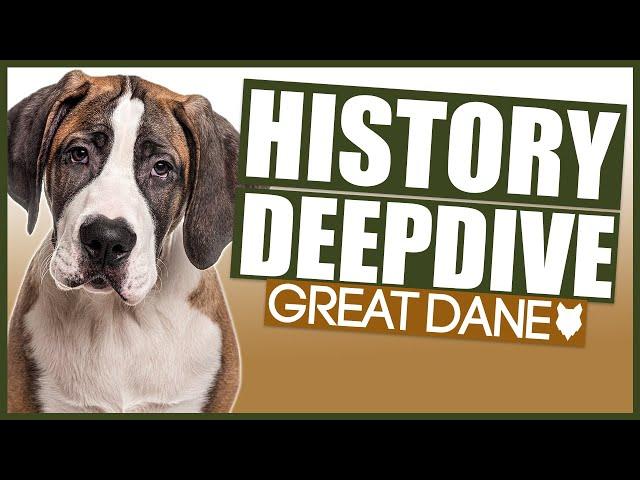 GREAT DANE HISTORY DEEPDIVE