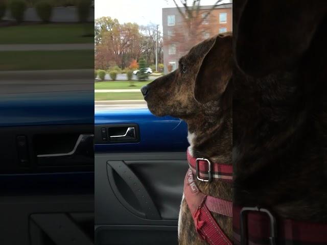 Driving Ms.Lucy