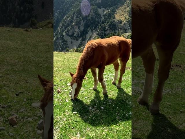 Relaxing Walk in Vall De Nuria   #walking4k  #españa   #spain   #pyrenees  #relaxing #walk   #travel