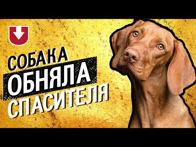 Собака обнимает полицейского, который ее спас (очень трогательное видео)