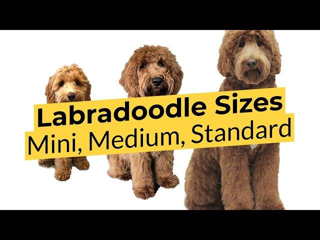 What Labradoodle Size is Best?  Mini  Medium  Standard