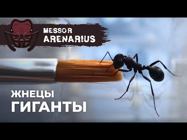 БОЛЬШИМ МУРАВЬЯМ БОЛЬШОЙ ФОРМИКАРИЙ | Giant harvester ant | Messor arenarius