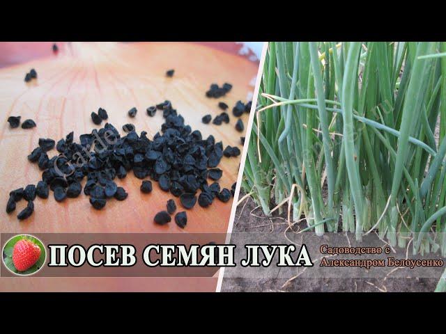 Посев семян лука чернушки Выращиваем лук репку из семян