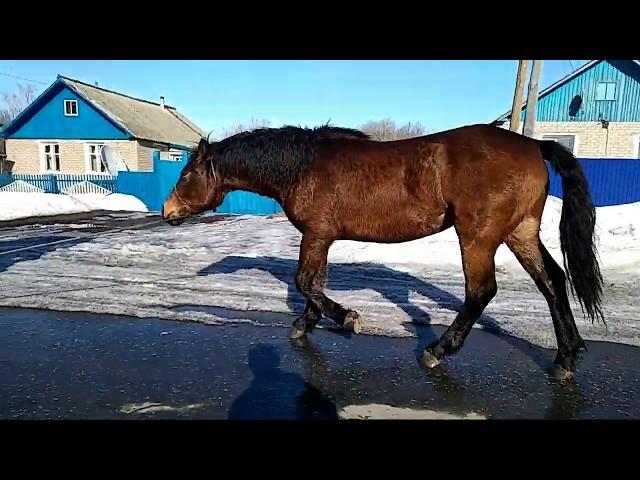 Русский тяжеловоз . Продажа.