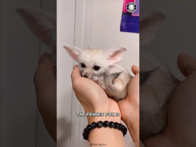 Fennec Fox  Sahara's Cutest Creature!