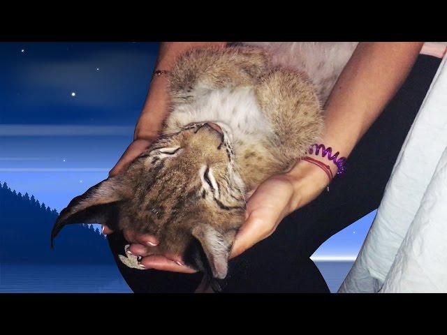 A day in the life of the Siberian lynx