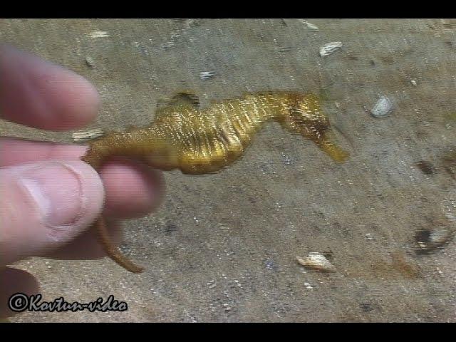 © Рыбы Чёрного моря. Морской конек (Hippocampus hippocampus) - 06 //  Long snouted seahorse