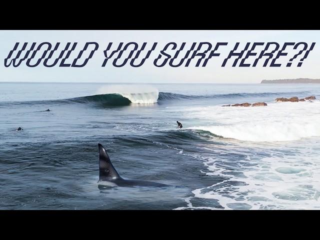 Would you surf here?! Pete Devries & Killer Whales