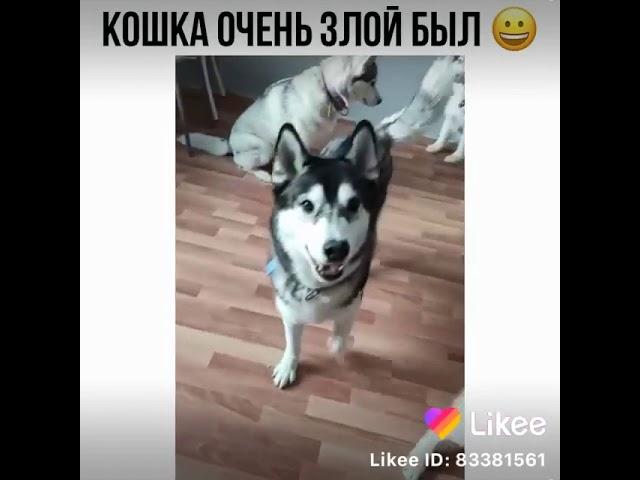 Кошка очень злой был 